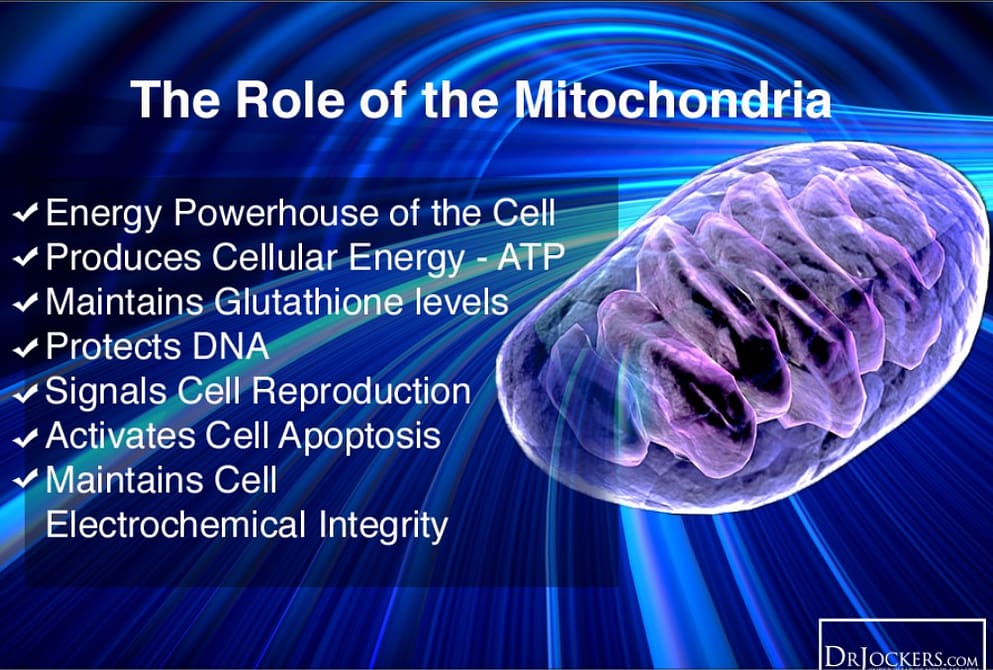 the role of mitochondria