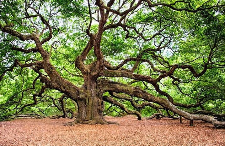 old huge tree