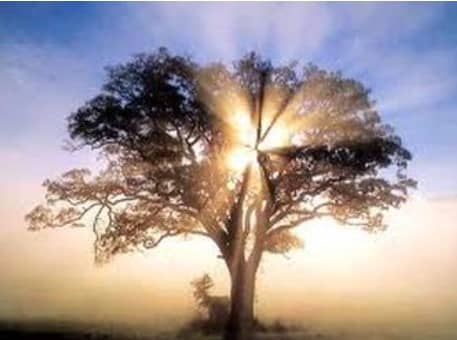 sunlight coming through a tree